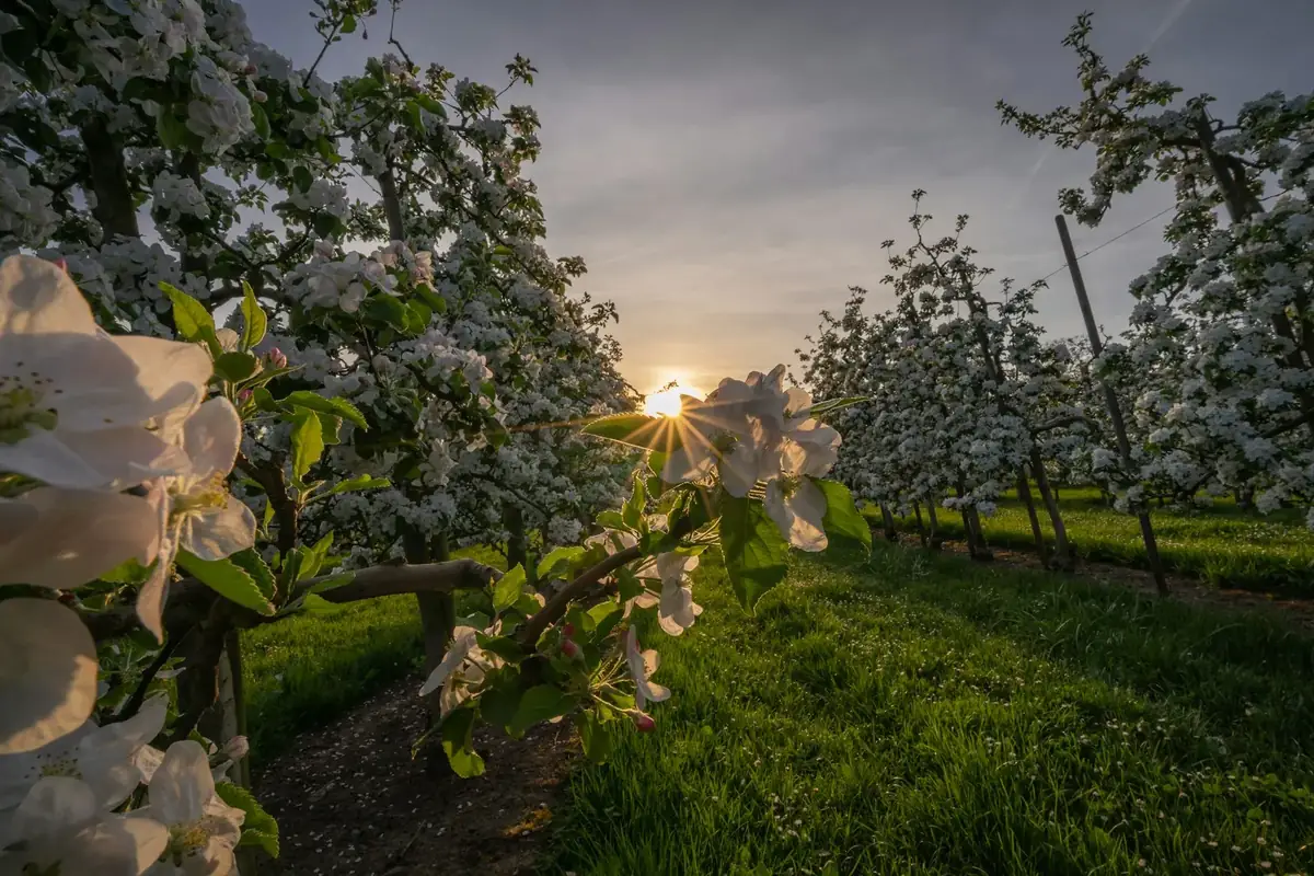 Blühender Obstgarten bei Neunforn im Thurgau, die Sonne scheint zwischen den Bäumen hindurch